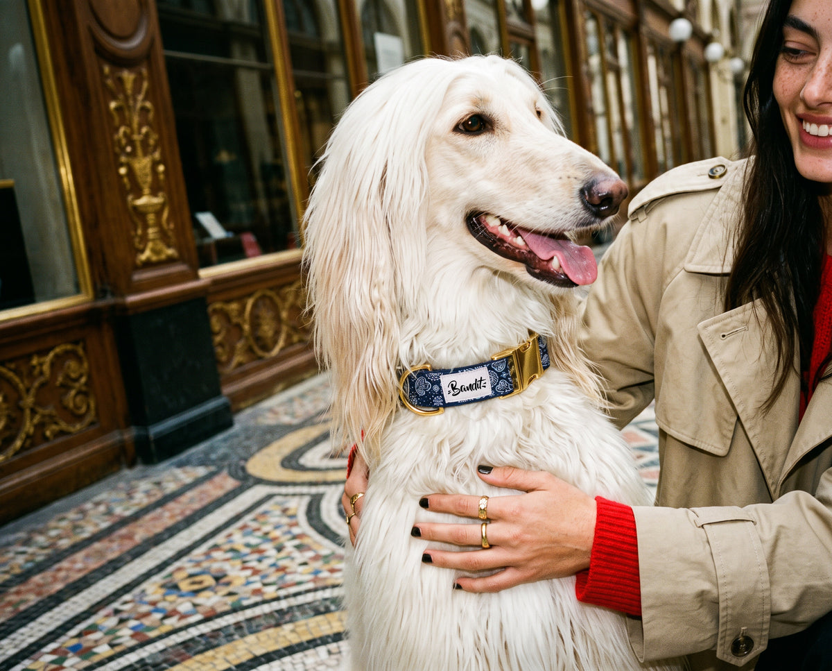 Collier pour chien motif Minuit (paisley bleu marine) French Bandit porté par un lévrier afghan à Paris