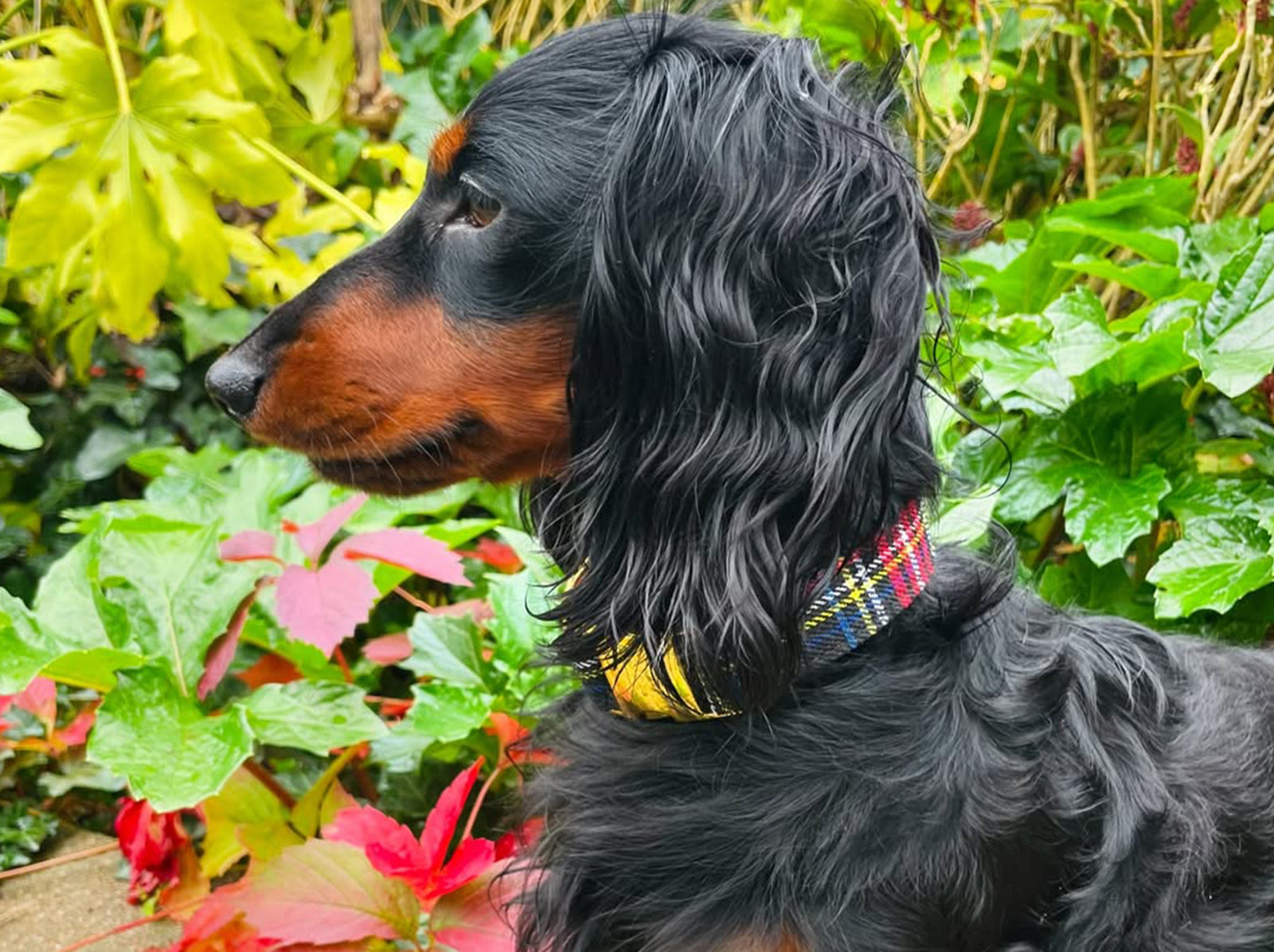 Collier pour chien Beret tartan vert