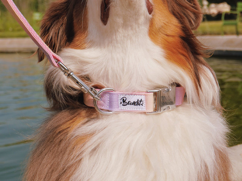 Chiens : produits et accessoires