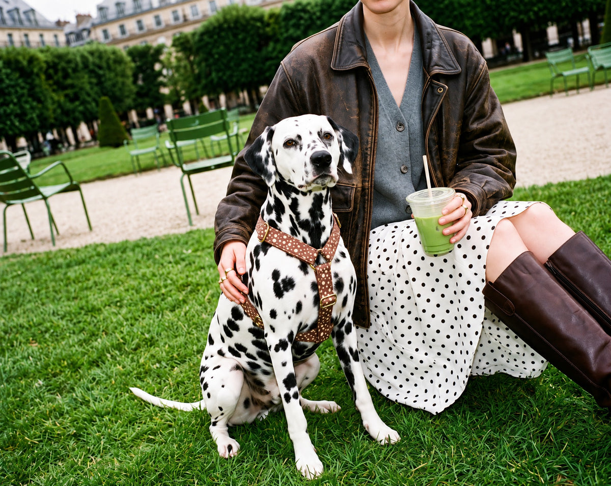 Harnais pour chien motif Faon (pois beige sur fond marron) French Bandit porté par un dalmatien dans un jardin parisien