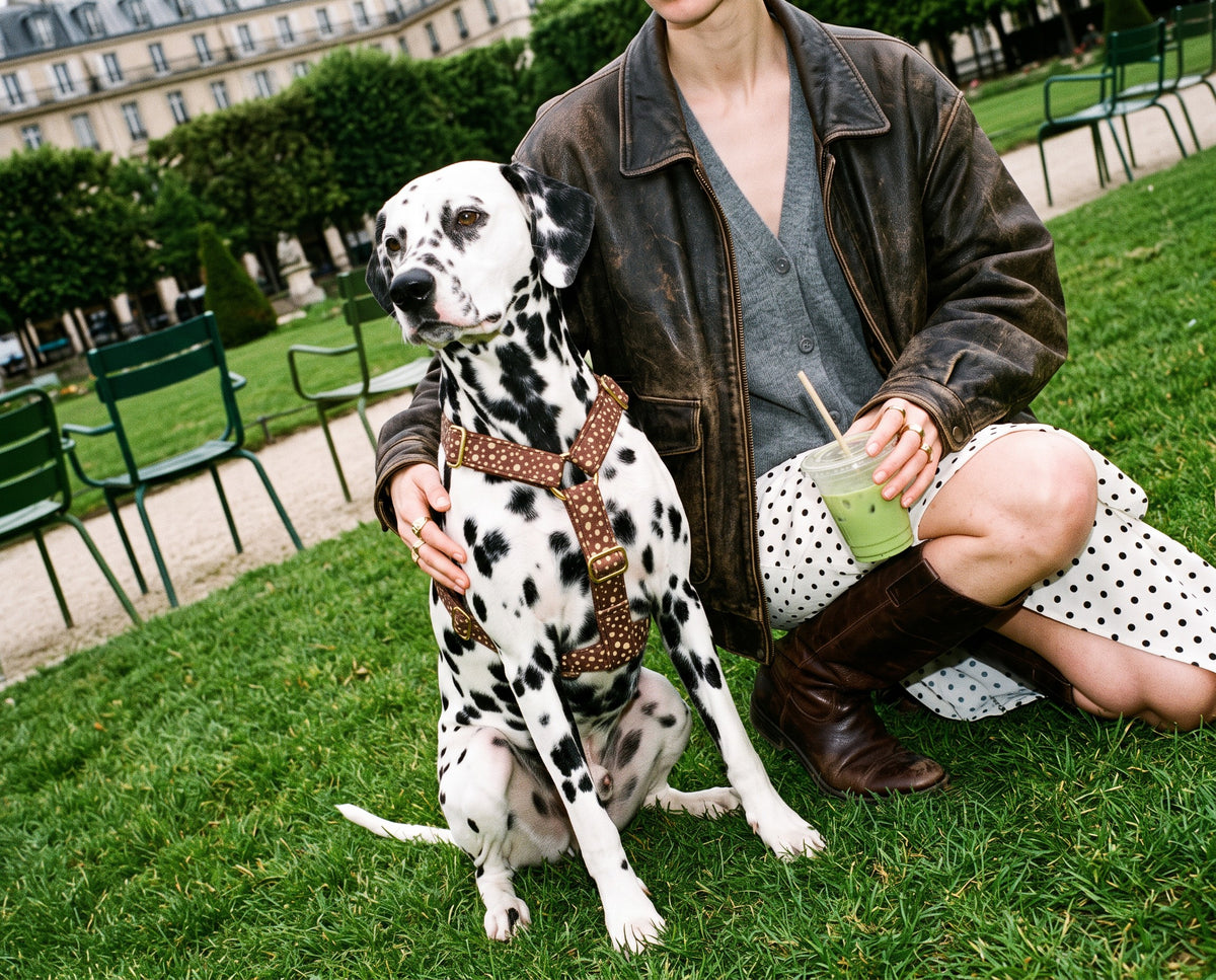 Harnais pour chien motif Faon (pois beige sur fond marron) French Bandit porté par un dalmatien dans un jardin parisien