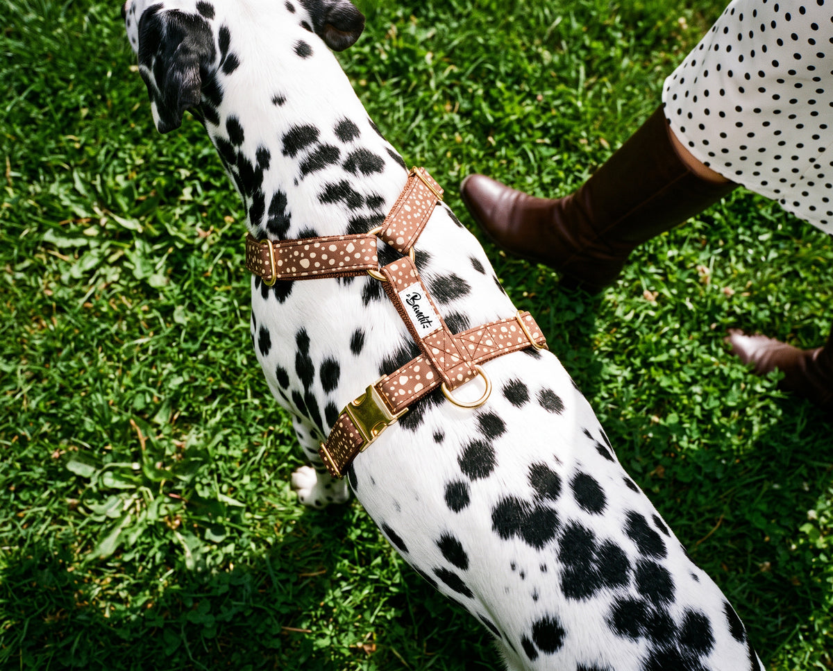 Harnais pour chien motif Faon (pois beige sur fond marron) French Bandit porté par un dalmatien dans un jardin parisien