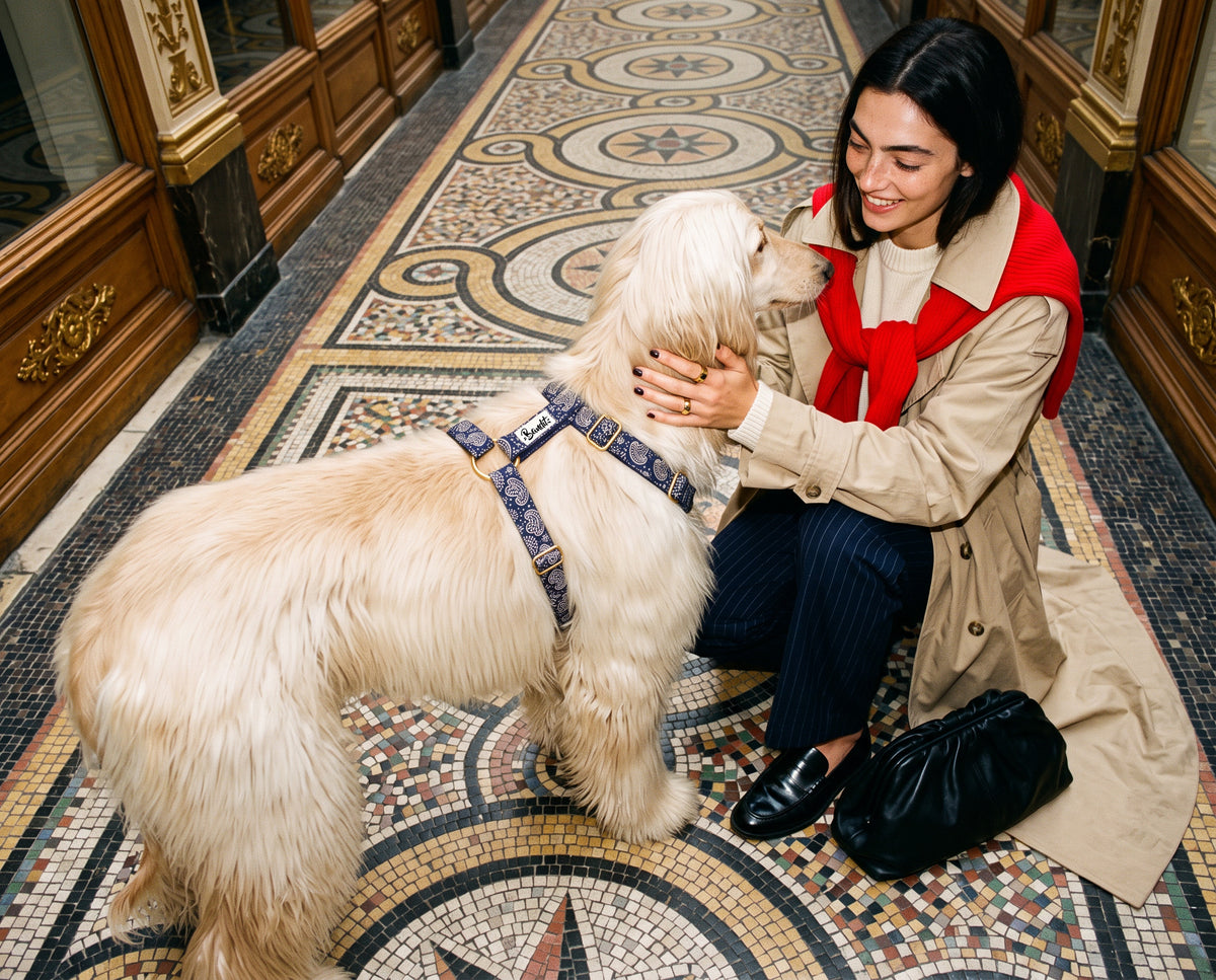 Harnais pour chien motif Minuit (paisley bleu marine) French Bandit porté par un lévrier afghan à Paris