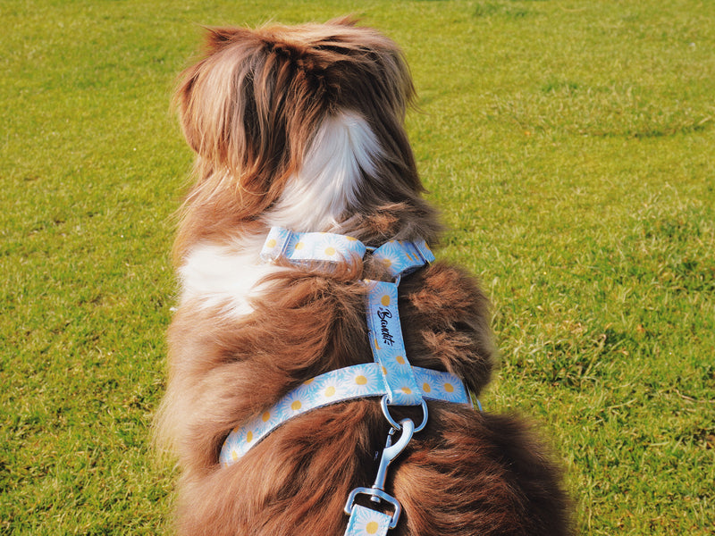 Accessoires pour chien 🦮