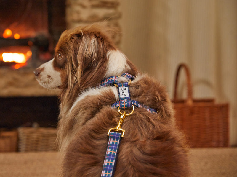 Harnais, colliers et laisses pour chiens - Que choisir?