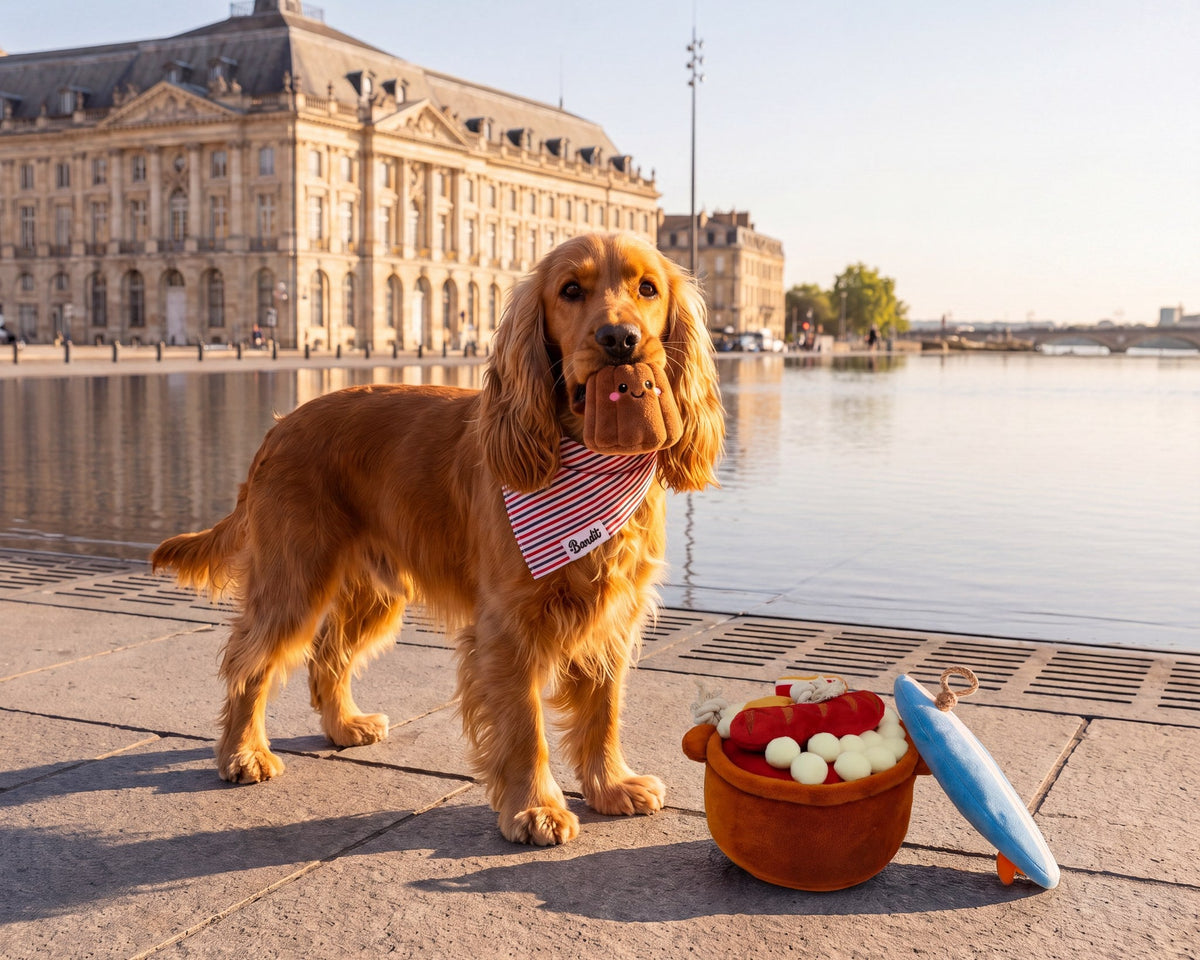 Cocker tenant le jouet canelé en peluche French Bandit devant le miroir d'eau de Bordeaux