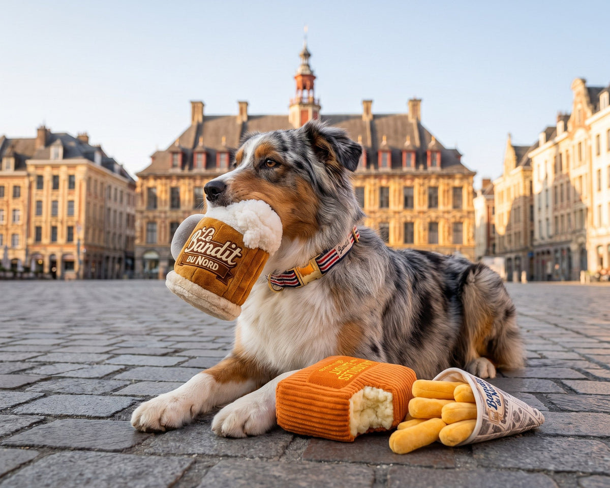 Berger australien tenant le jouet chope en peluche French Bandit sur la Grand Place de Lille