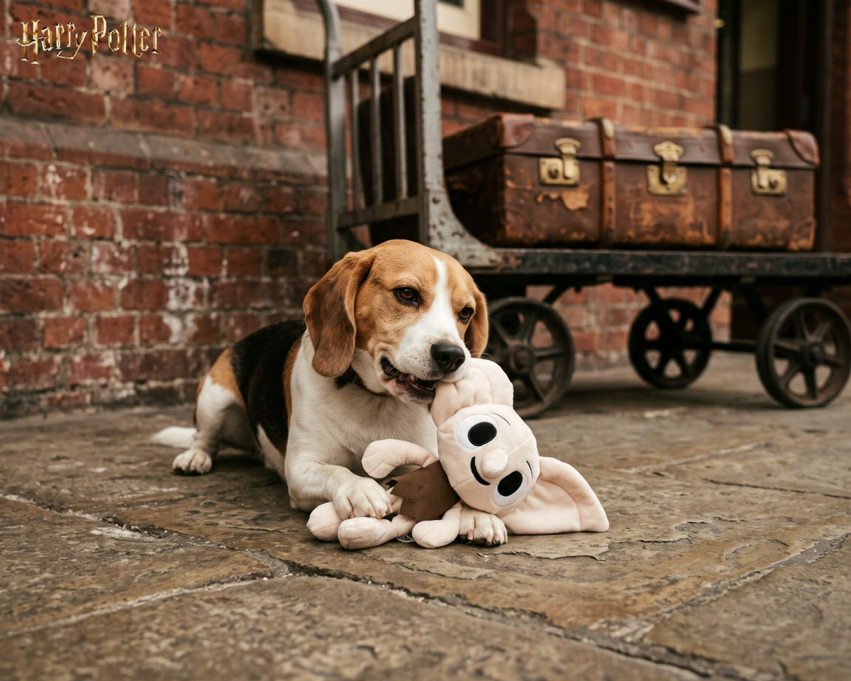 Beagle jouant avec la peluche Dobby Harry Potter sur un quai de gare