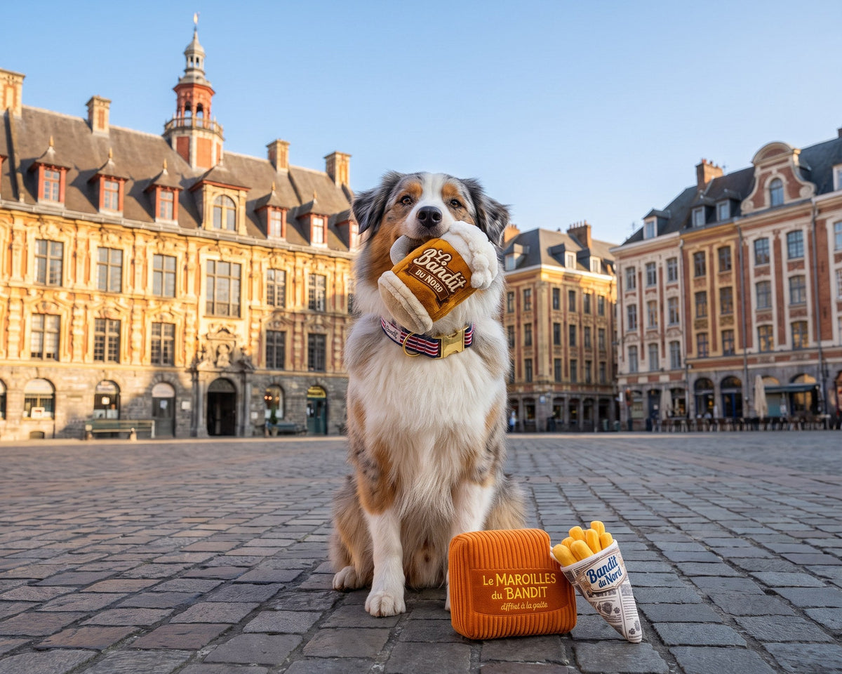Berger australien avec le jouet maroilles en peluche French Bandit sur la Grand Place de Lille