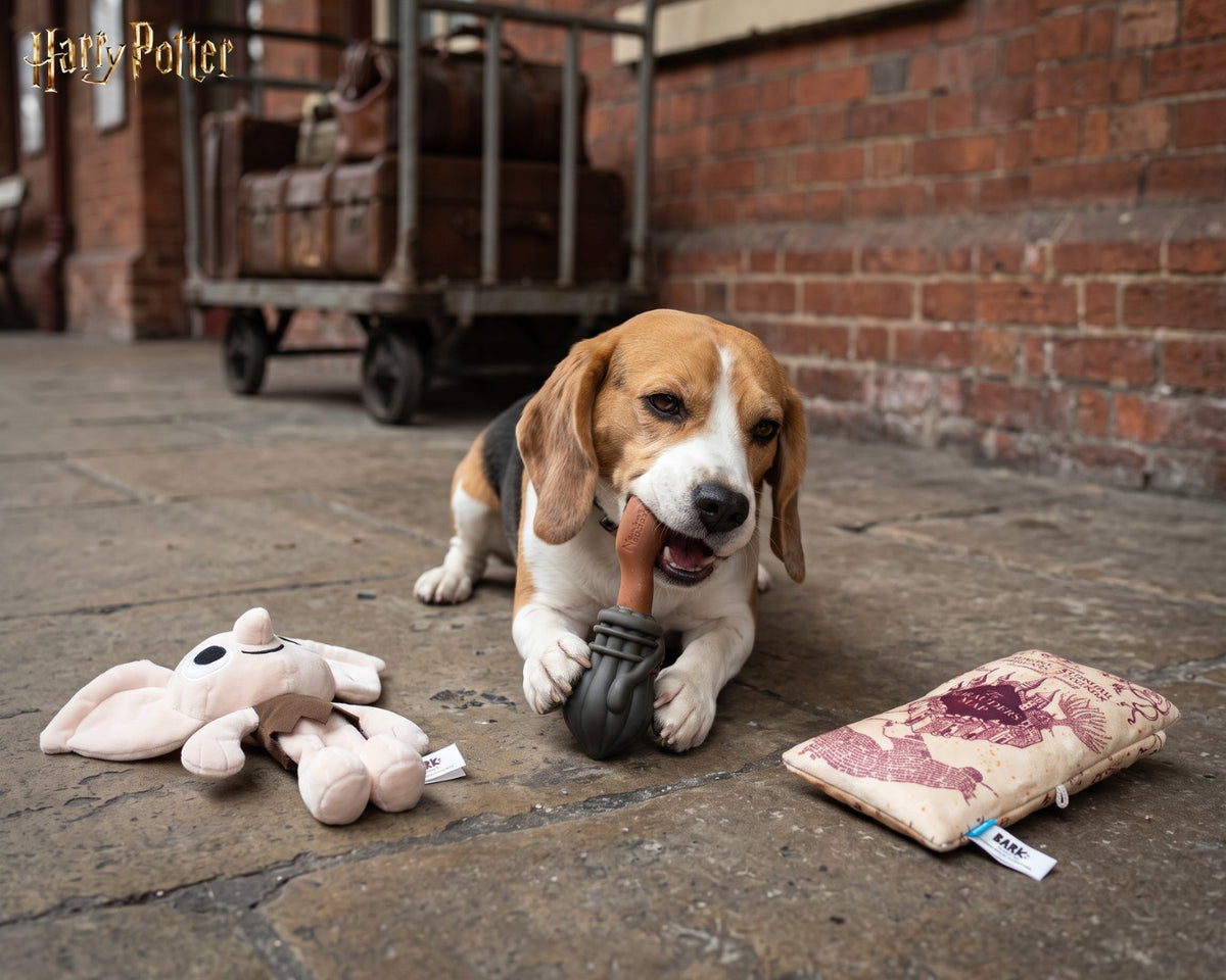 Beagle mâchant le jouet Nimbus 2000 Harry Potter sur un quai de gare