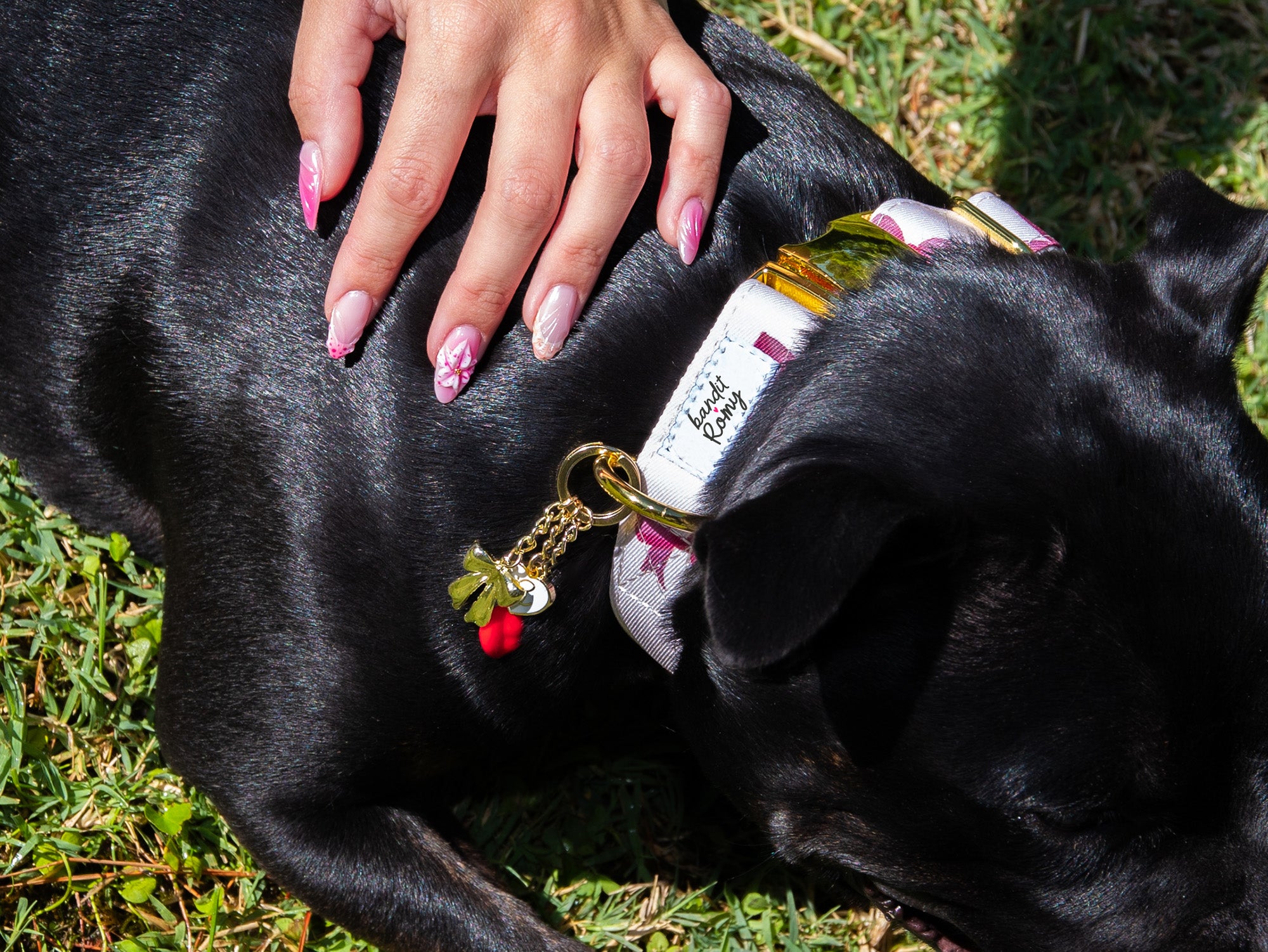 Collier chien Bandit x Romy