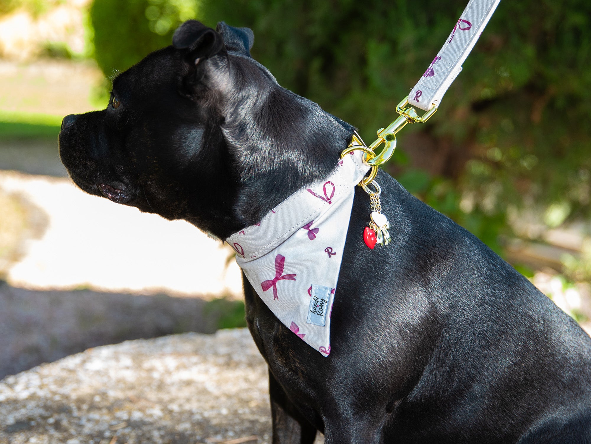 Laisse pour chien Bandit x Romy