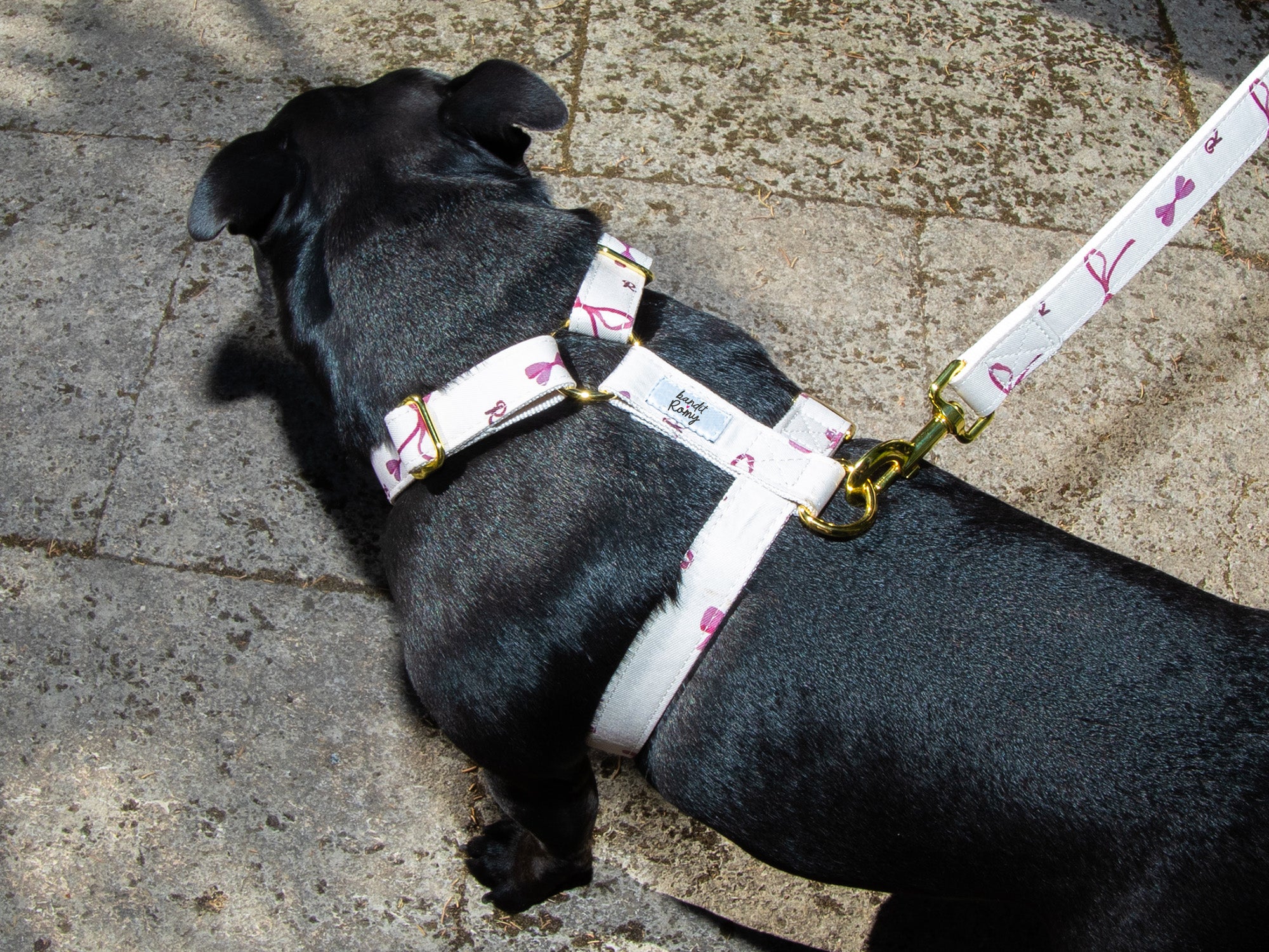 Harnais chien Bandit x Romy