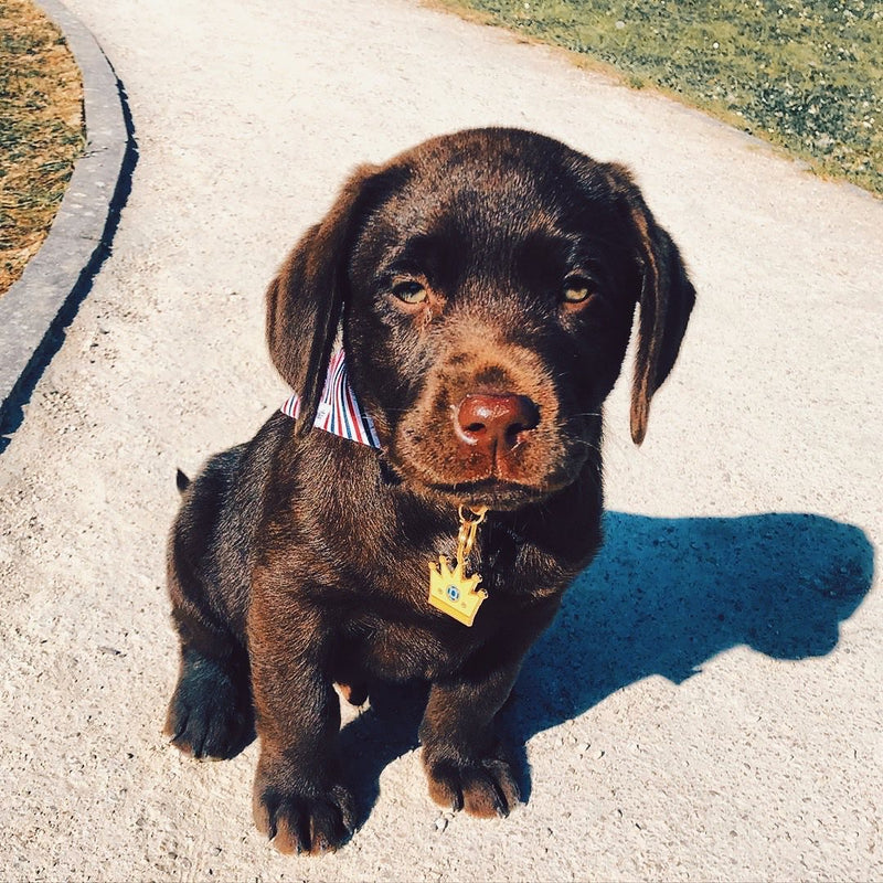 Médaille couronne pour chien 3