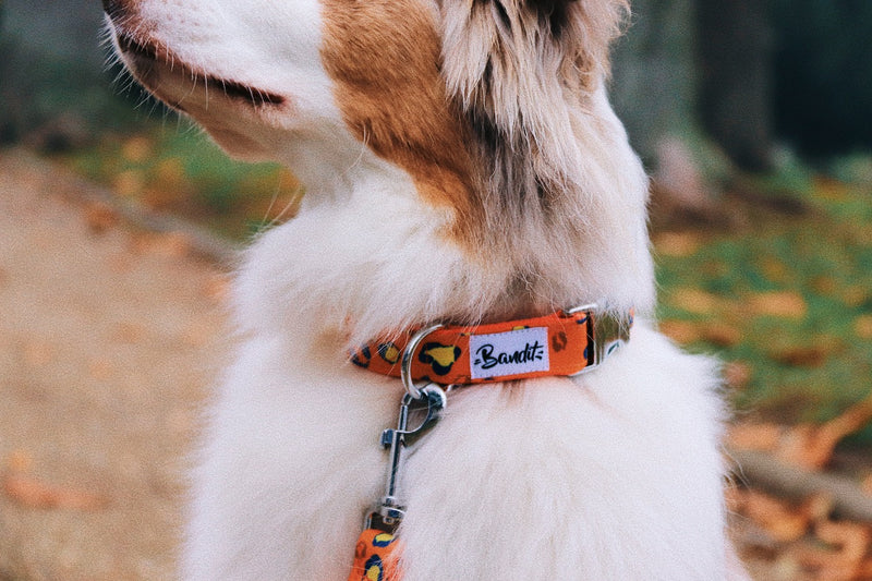 Collier pour chien léopard néon – French Bandit