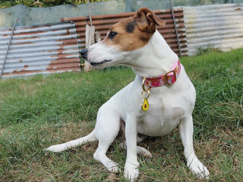 Collier pour chien tie and dye 7