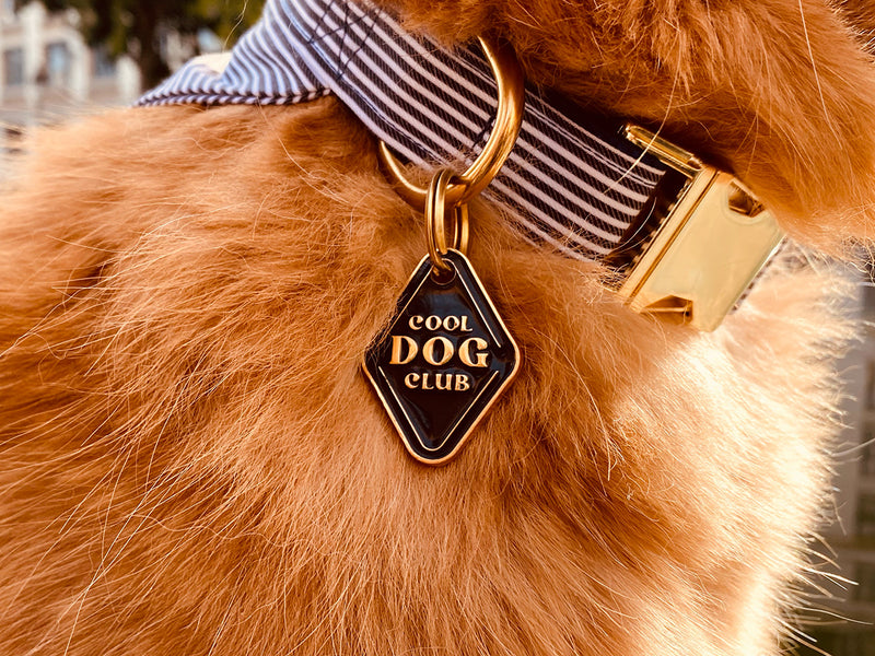 Médaille cool dog pour chien 3