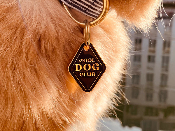 Médaille cool dog pour chien 2