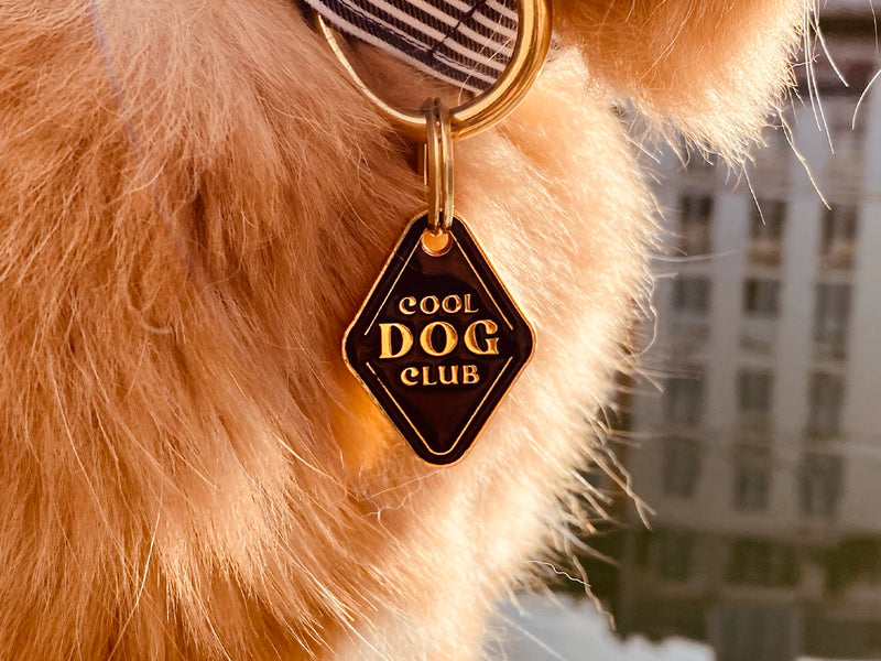Médaille cool dog pour chien 2