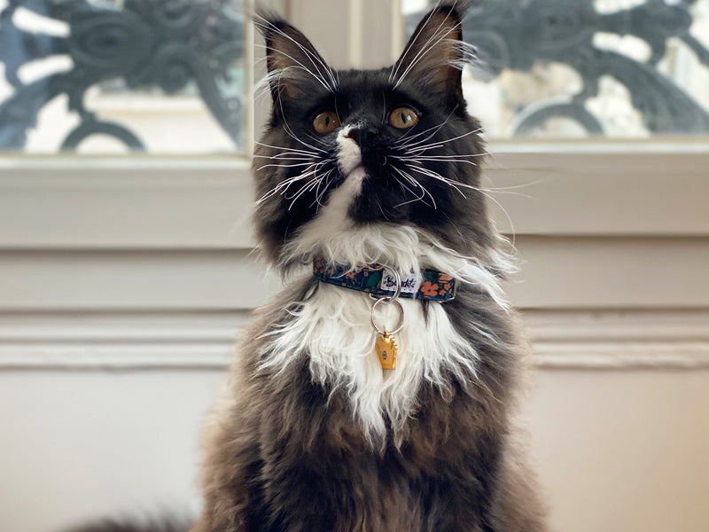 Collier pour chat motif fleuri 3