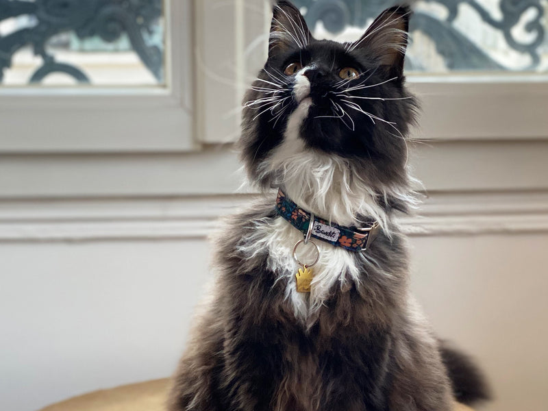 Collier pour chat motif fleuri 4