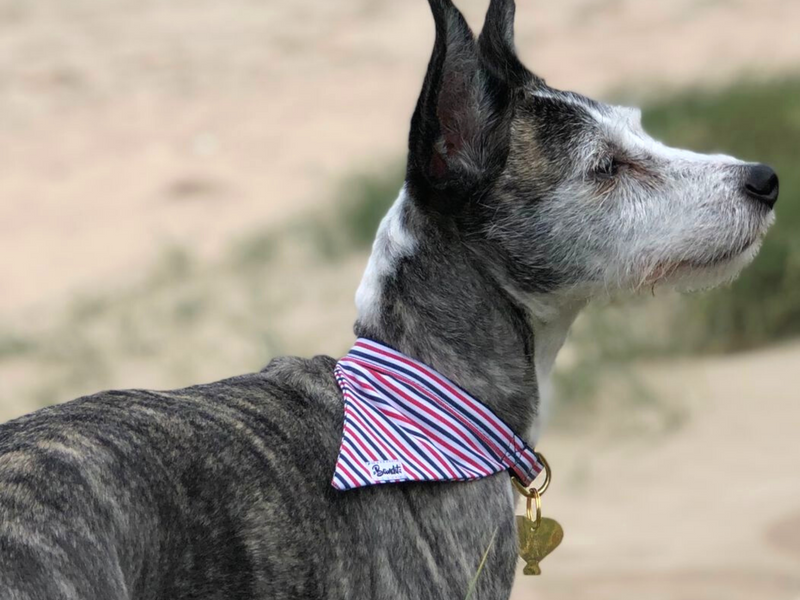 Bandana pour chien bleu blanc rouge 6