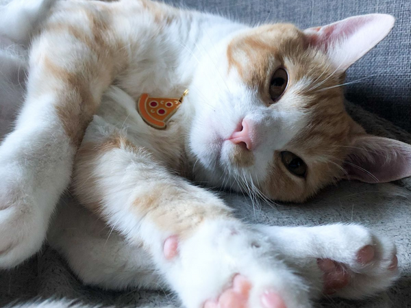WOUFFY VITA (chat)