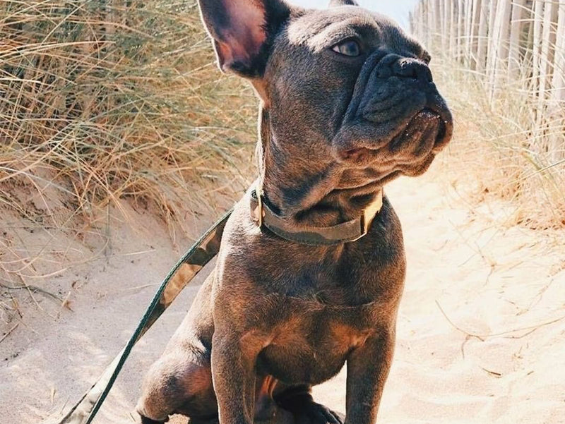 Collier pour chien motif militaire 4