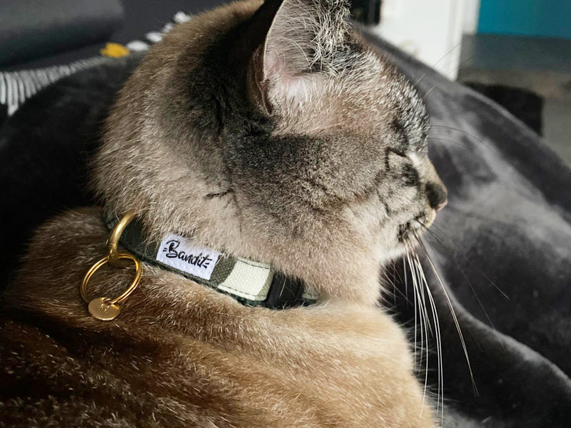 Collier pour chat motif militaire 3
