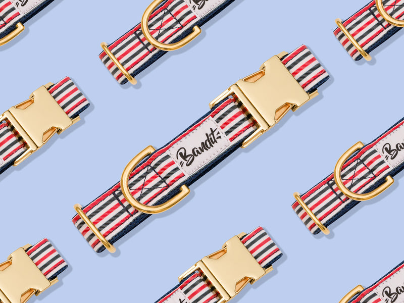 Collier chien bleu blanc rouge 2