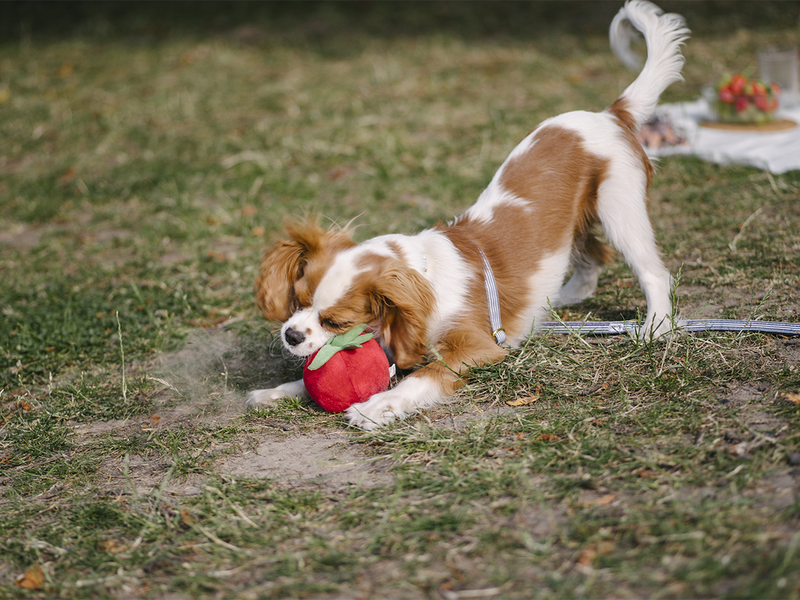 Jouet pour chien en forme de tomate – French Bandit