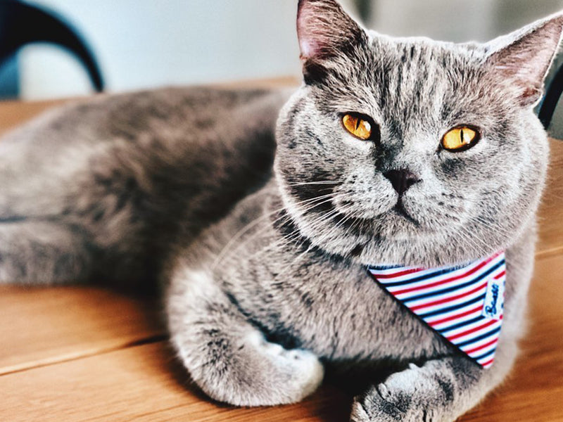 Bandana chat bleu blanc rouge 2