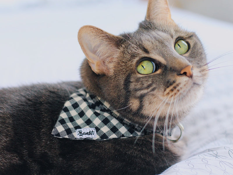 Bandana pour chat vichy 1