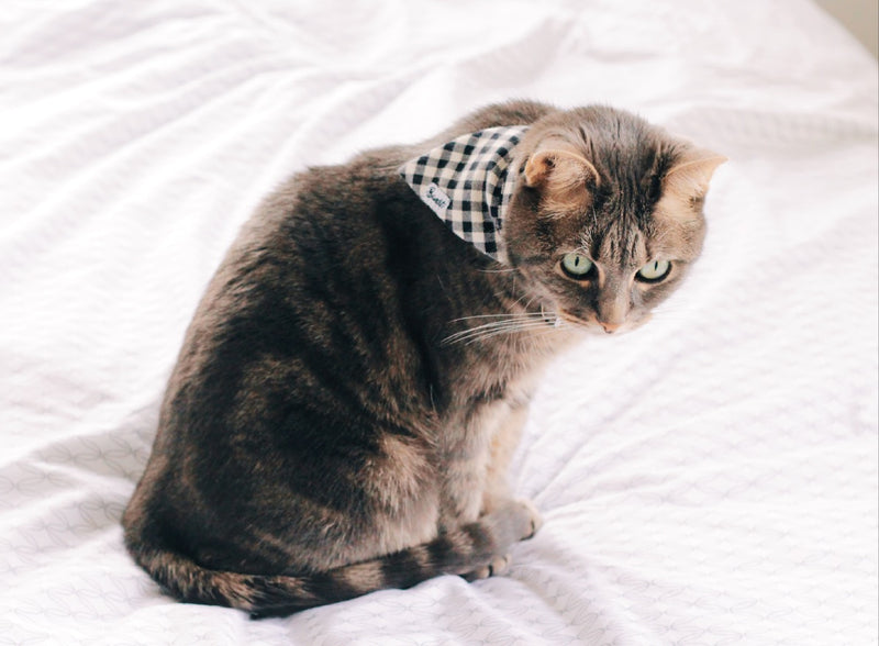 Bandana pour chat vichy 2