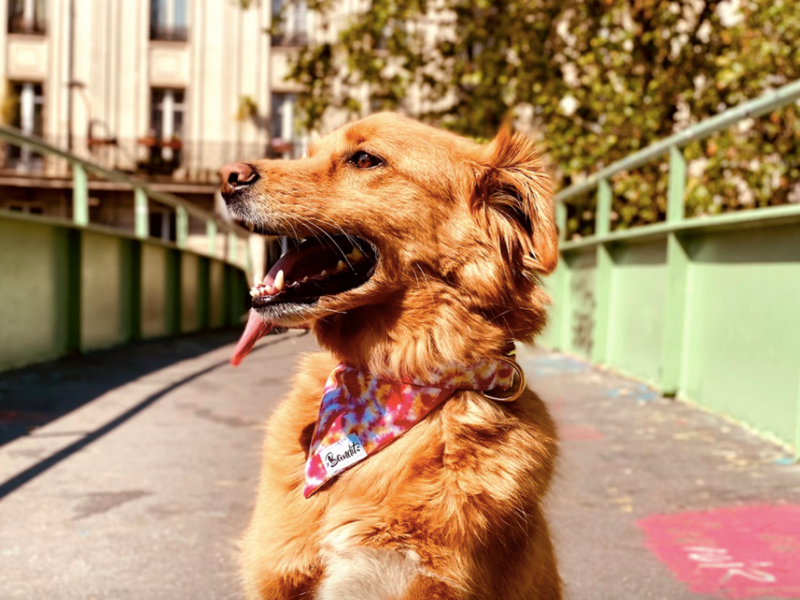 Bandana pour chien tie and dye 3