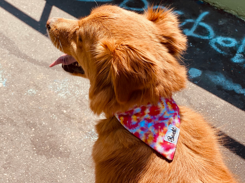 Bandana pour chien tie and dye 2