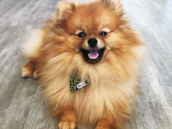  Bandana pour chien léopard vert 2