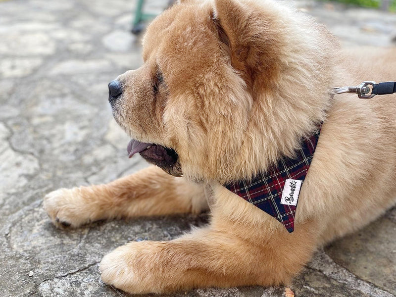 Bandana pour chien tartan 3