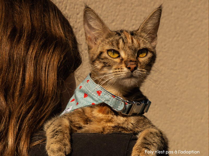 Le harnais pour chat en denim – French Bandit