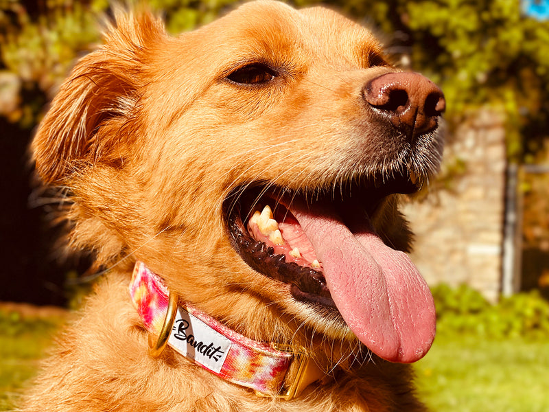Collier pour chien tie and dye 3