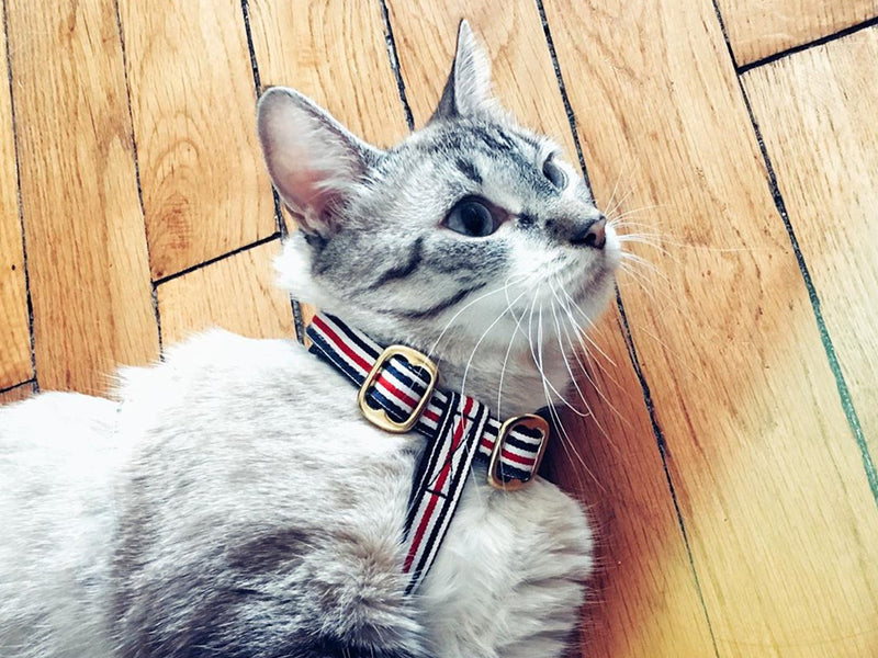 Le harnais pour chat en denim – French Bandit