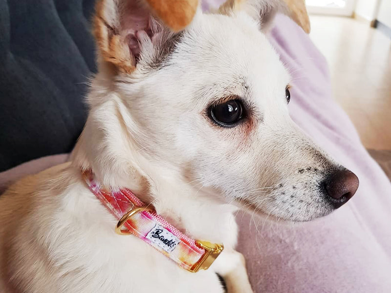 Collier pour chien tie and dye 5