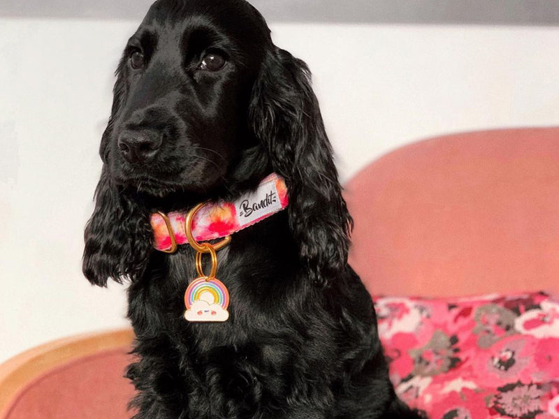 Collier pour chien tie and dye 4