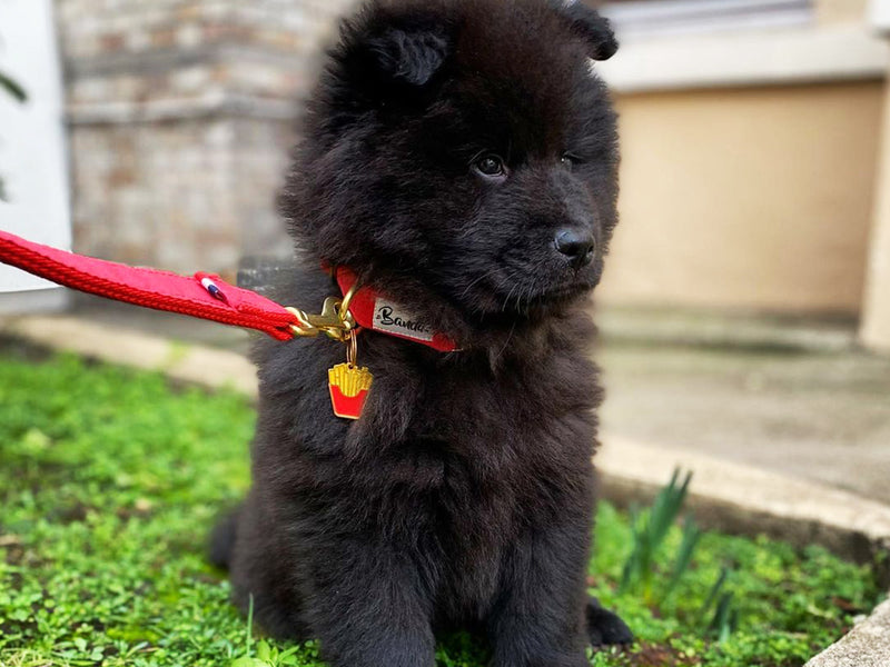 Médaille frites pour chien 4