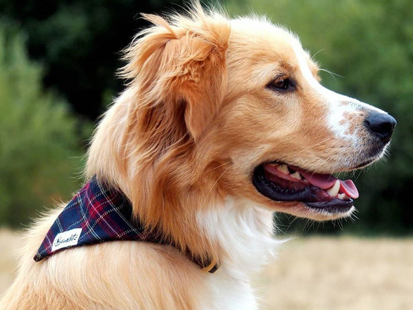 Bandana pour chien tartan 2