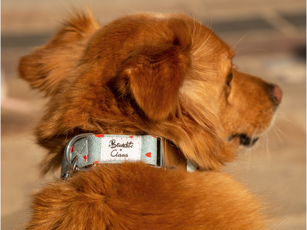 héroé, accessoires recyclés pour chiens stylés 🐕 ♻️ 🇫🇷 🧡 - Ulule