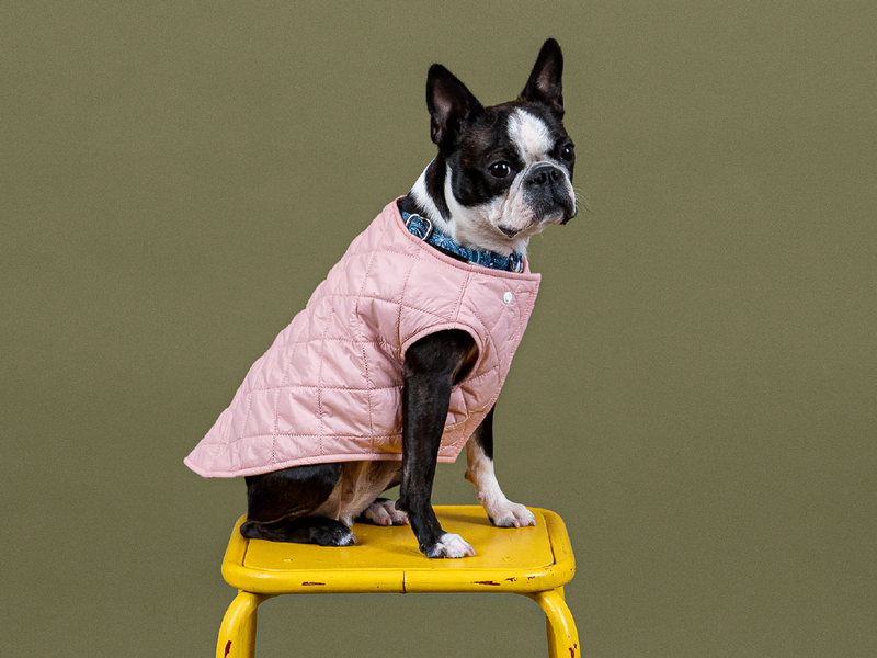 Doudoune bouledogue 2025