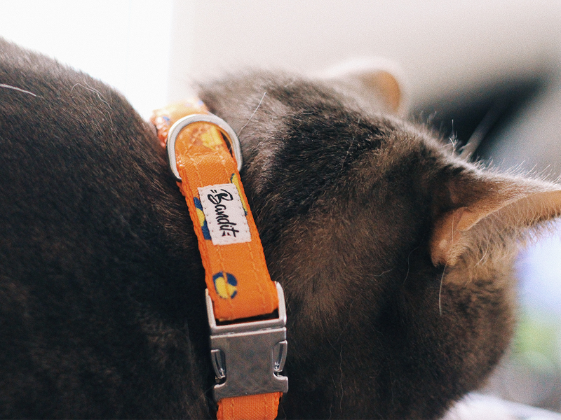 Collier de chat Airtag, collier de chat imperméable avec porte