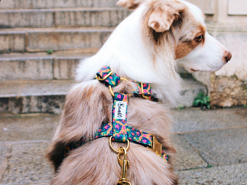 Collier et laisse pour chien, harnais pour chiens - Horze