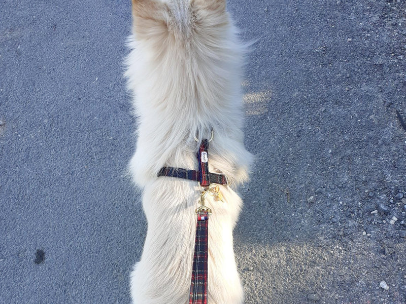 Harnais pour chien tartan 4